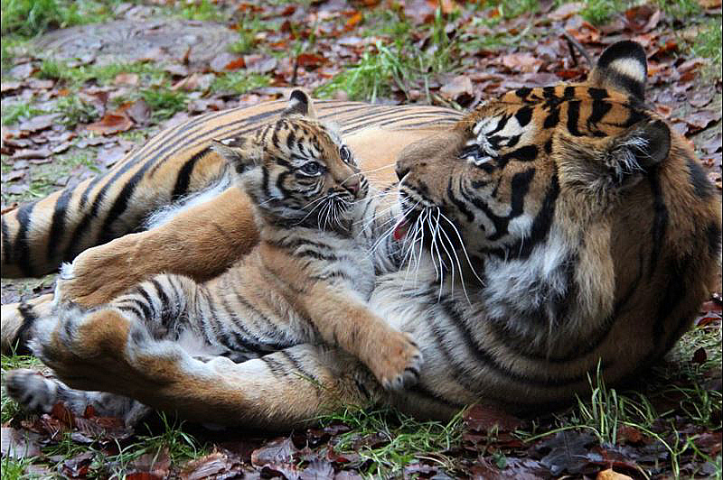 Illustration for article titled ZOMG BABY CHEETAHS AND BABY TIGER NEWS!!!